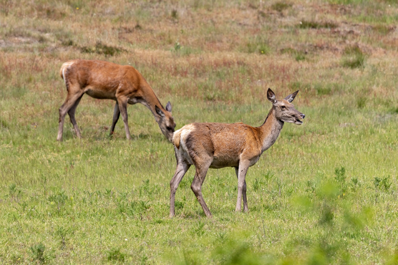 Ontdek wildobservaties Natuurcentrum Veluwe