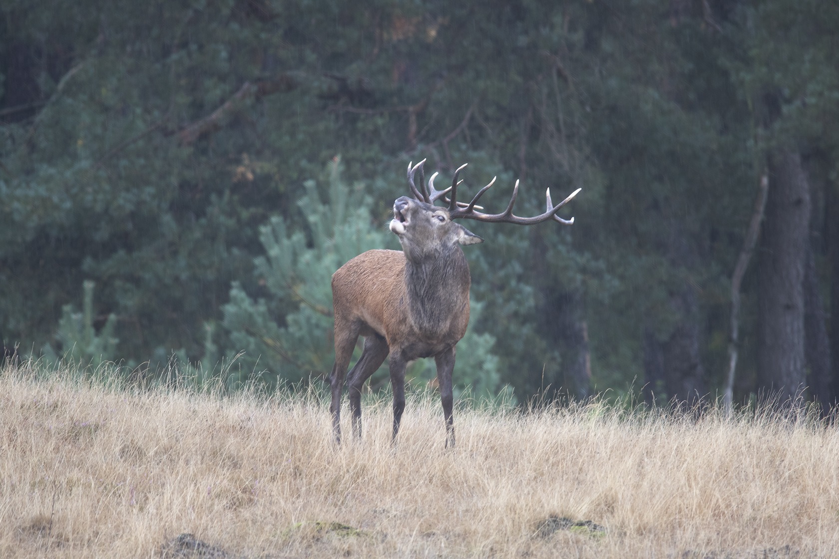 Ontdek wildobservaties Natuurcentrum Veluwe