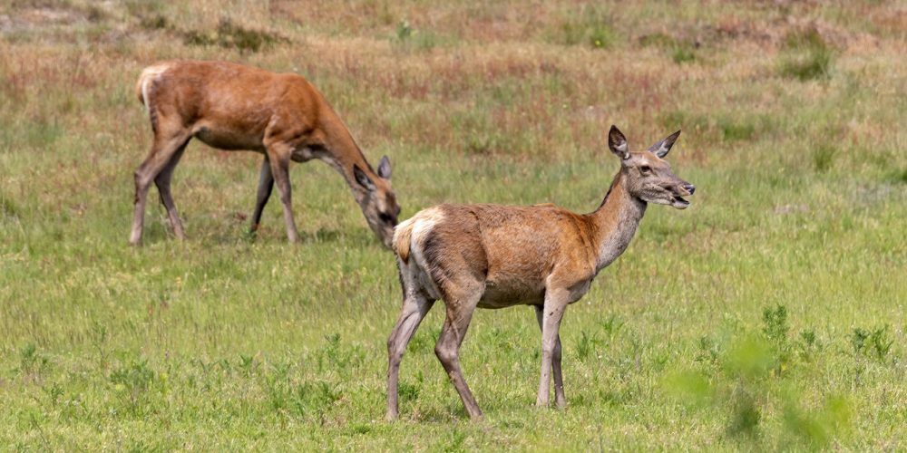 Wildkansel Natuurcentrum Ede kamperen camping