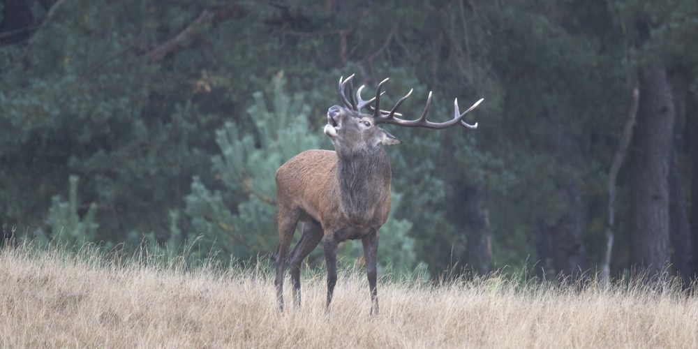 Wildkanseltocht/ Bronsttocht